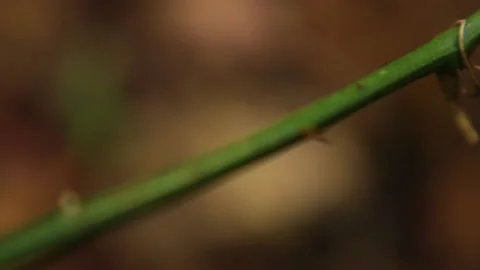 Macro shot of a sharp twine like plant in the fall sharp to blur Stock Footage 142966642