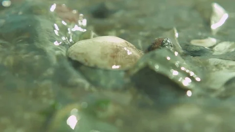 Macro Shot of a Shell in Ocean Rocks Video stock 82285786