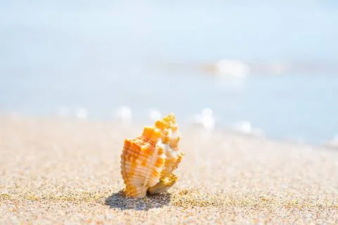 Macro shot of shell at sand beach Macro shot of beautiful shell at sand be... Stock-Fotos