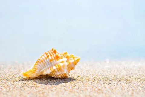 Macro shot of shell at sand beach Macro shot of beautiful shell at sand be... Stock-Fotos