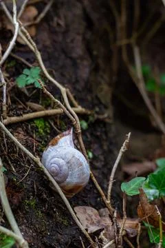 Macro shot of a shell without a snail among ivy branches Stock Photos