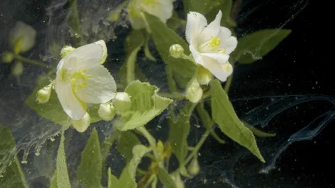 Macro shot showcasing white petals and foliage against deep black backdrop Stock Footage 334335294
