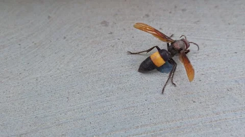 A macro shot of a sick, aged greater banded hornet, Vespa tropica strugglin.. Stock Footage 313381880