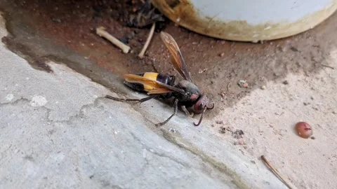 A macro shot of a sick, aged greater banded hornet, Vespa tropica strugglin.. Stock Footage 313381888
