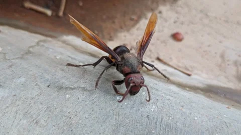 A macro shot of a sick, aged greater banded hornet, Vespa tropica strugglin.. Stock Footage 313381889