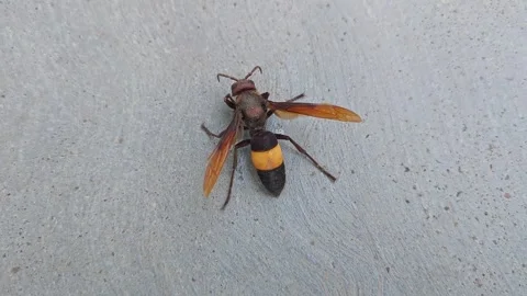 A macro shot of a sick, aged greater banded hornet, Vespa tropica strugglin.. Stock Footage 313381895