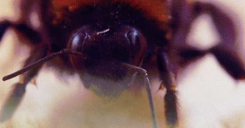 Macro shot of a sick honey bee Stock Footage 64227758