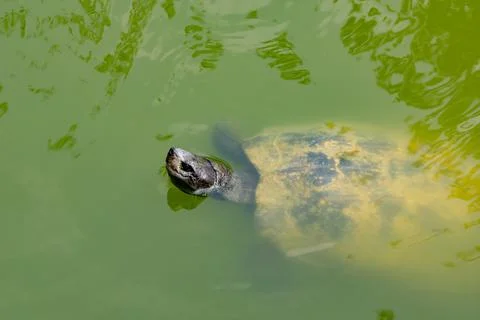 Macro shot (side view) of a turtle swimming in a pond filled with green water Stock Photos