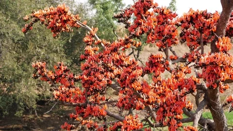 Macro shot of silk cotton tree, Close up view of silk cotton tree Stock Footage 150728644