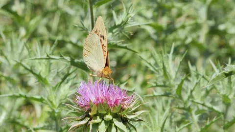 Macro shot of a silver-washed fritillary butterfly drinking nectar on a purp Stock Footage 340487143