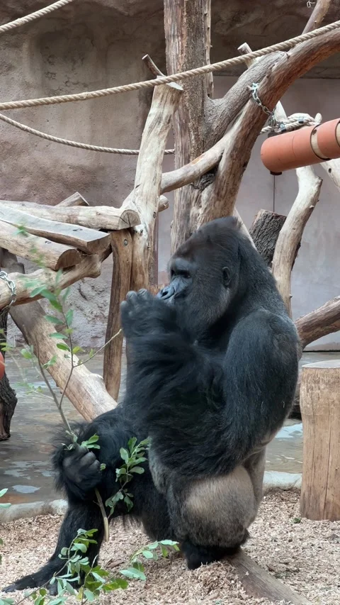 Macro shot of a silverback gorilla in front of the camera. 4K Stock Footage 208436617