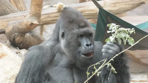 A macro shot of a silverback gorilla looking into the camera. Stock video clip. Stock Footage 208423621