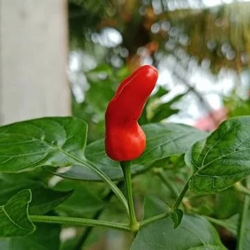 Macro shot of a single fresh red chili pepper on a plant Stock Photos