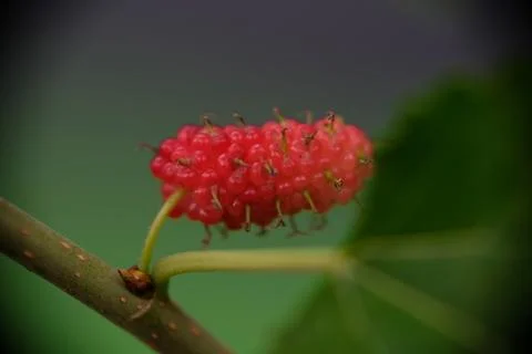 Macro shot of a single fresh red mulberry fruit on a branch Stock Photos