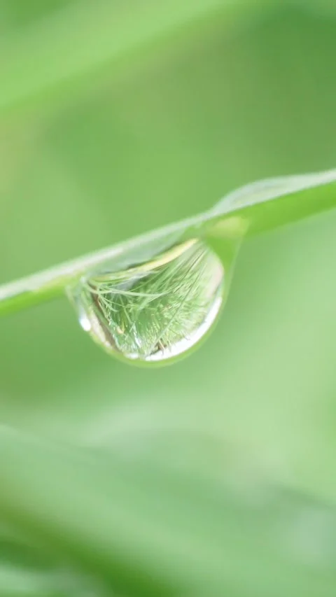 Macro shot of single large dew drop reflecting grass blade on green background Stock Footage 346639786