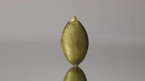 Macro shot of a single peeled pumpkin seed standing flat with moving light Stock Footage 152868299