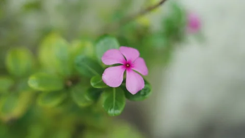 Macro Shot of Single Pink Periwinkle Flower Blooming in Outdoor Garden Stock Footage 347199356
