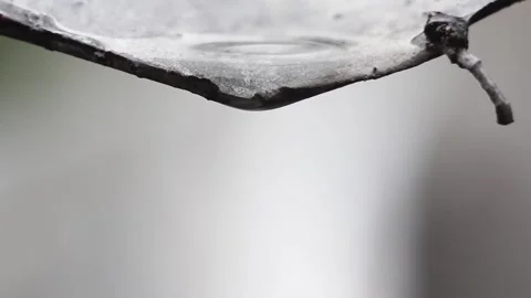Macro Shot of a Single Raindrop Dripping. Dripping Raindrop. Close-up Macro.. Stock Footage 315783127