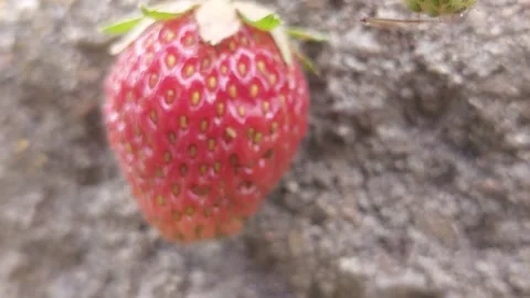 Macro shot of a single ripe red strawberry in the garden Stock Footage 336901591
