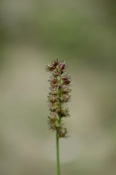Macro shot of a single spiky wild grass flower head with pinkish burs Stock Photos