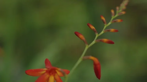 Macro shot of a single vibrant orange Crocosmia flower in bloom with its stem of 库存影片 336204047