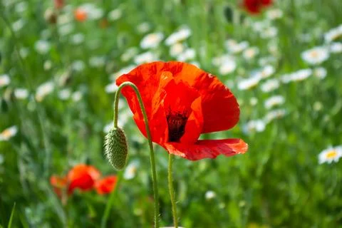 Macro shot of a single vibrant red poppy flower blooming in a daisy field Stock Photos