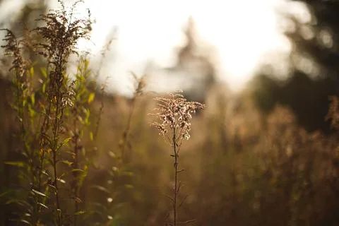 Macro shot of a single weed with a thin stem in a field against the isolated bac Fotos de archivo