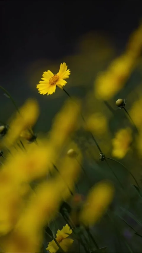 Macro shot of a single yellow coreopsis flower blooming in a meadow at sunset Video stock 330035162