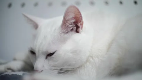 Macro shot of a sleepy white cat showing blue and yellow eyes and ear veins Stock Footage 328230174