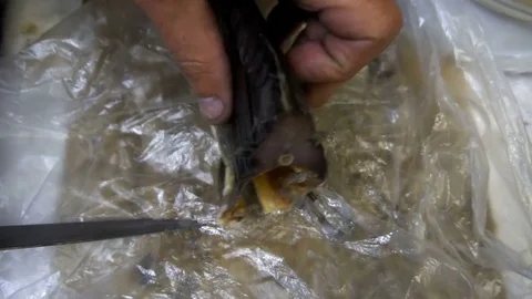 Macro shot of slicing salmon with a sharp knife.a great snack to beer Video stock 77875498