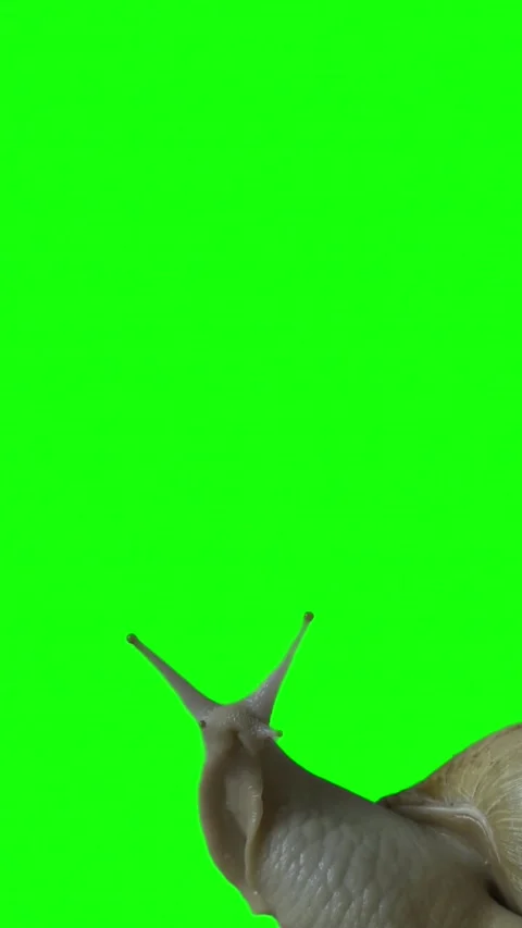 Macro shot of a slow snail crawling isolated on green screen background Stock Footage 335449837