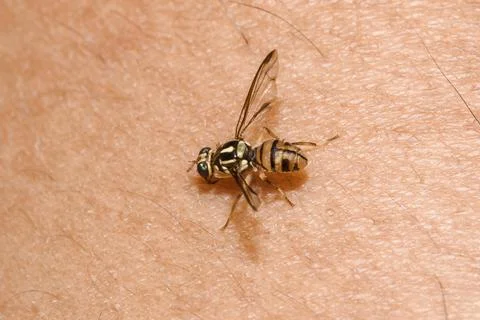 Macro shot of a small bee,A small bee is on the skin of the legs. Stock Photos