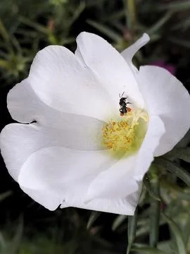 Macro Shot of Small Bee on White Portulaca Grandiflora Flower Stock Photos
