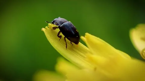 Macro shot of a small beetle on a flower petal Stock Footage 275928310