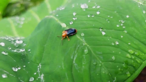 Macro shot of a small black and orange beetle turning around on a wet green.. Stock Footage 348376566