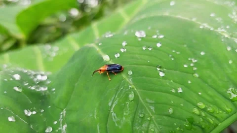Macro shot of a small black and orange beetle crawling on a wet green leaf. Stock Footage 348376567