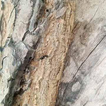 Macro shot small black ant crawling across rough weathered tree bark Stock Photos
