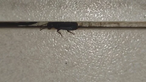 Macro shot of a small black beetle crawling on a textured white surface Stock Footage 330339247