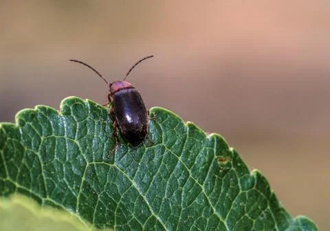 Macro shot of a small black beetle on a leaf on a blurred background Stockfoto's