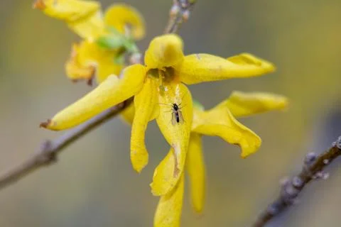Macro shot of a small black insect on a bright yellow flower Stock Photos