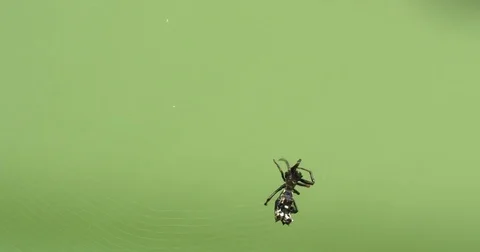 Macro Shot of a Small Black Spider Weaving a Spiderweb Stock Footage 71308275