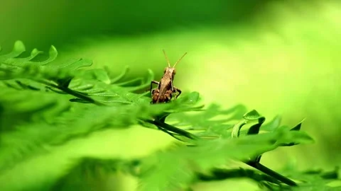 Macro shot of a small brown grasshopper on a leaf 動画素材 337175600