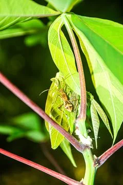 Macro Shot of Small Brown Insect on Cassava Leaf in Tropical Environment Stock Photos