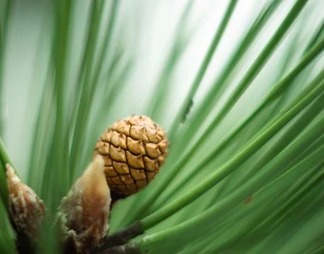 Macro shot of a small cone on a pine branch in the forest Foto stock