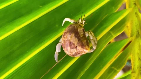 Macro shot of a small crab walking on a palm leaf, Mauritius Stock Footage 239005644