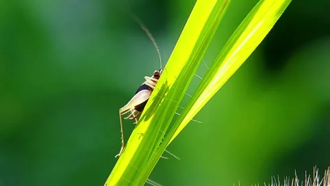 Macro Shot of Small Cricket Crawling on Green Grass Blade in Slow Motion Stock-Footage 346979228