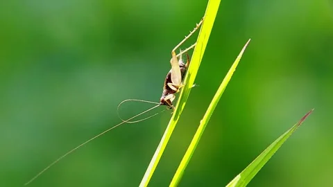 Macro Shot of Small Cricket Resting on Green Grass Blade in Slow Motion Stock Footage 346979232