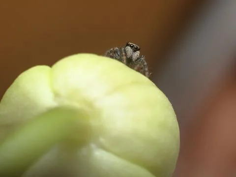 A macro shot of a small cute spider on a flower Foto stock