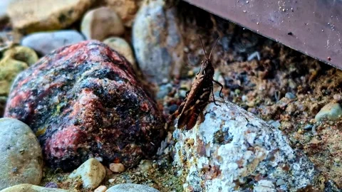Macro shot of a small, dark colored insect on stone in Latvia. Stock Footage 314658083