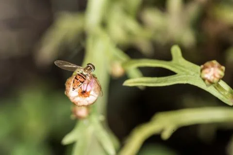 Macro shot of small flying insect resting on flower Stock Photos